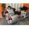 HONDA GOLDWING 1800 